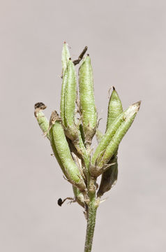 Imagem de Astragalus parvus Hemsl.