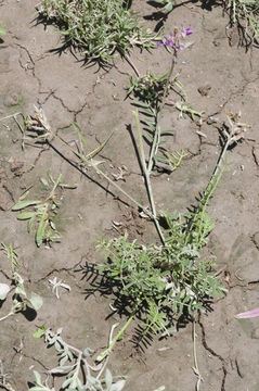 Image de Astragalus parvus Hemsl.