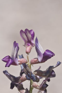 Image de Astragalus parvus Hemsl.