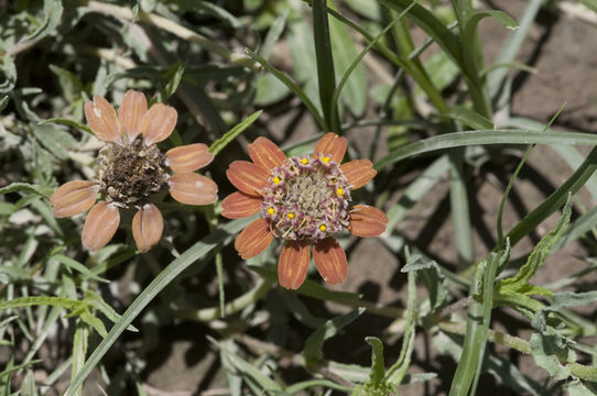 Image of shortray zinnia