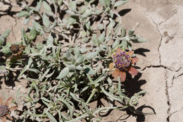 Image of shortray zinnia