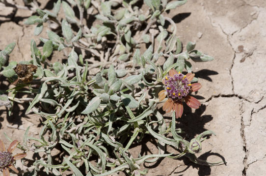 Image of shortray zinnia