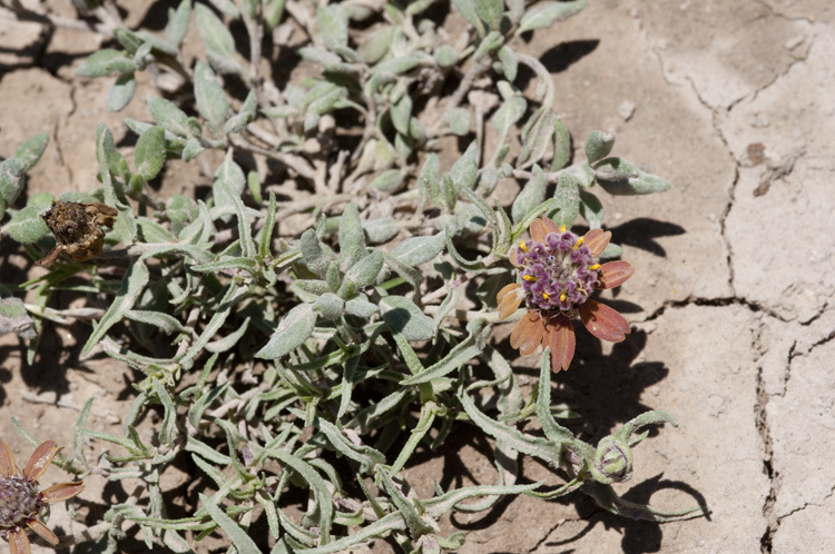 Image of shortray zinnia