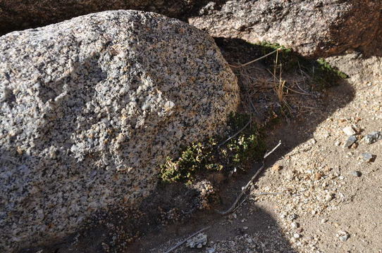 Image of desert spikemoss