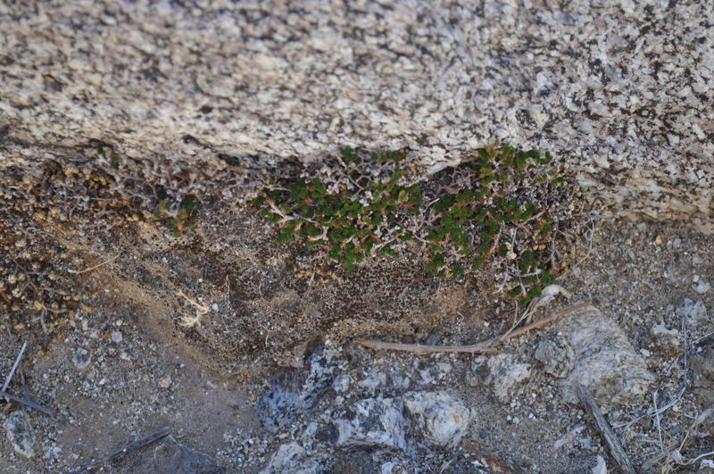 Image of desert spikemoss