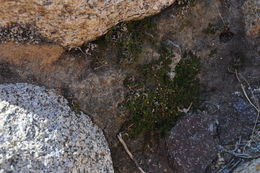 Image of desert spikemoss