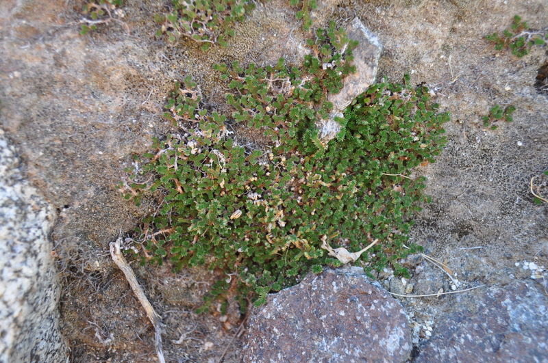 Image of desert spikemoss