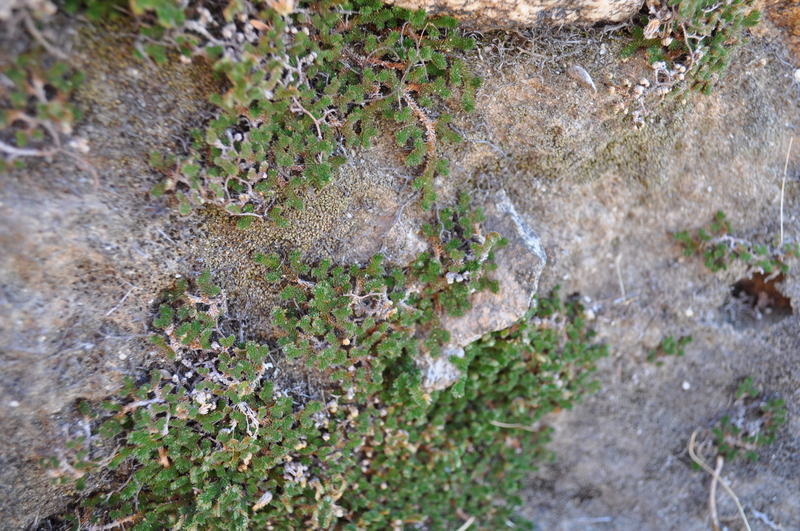 Image of desert spikemoss