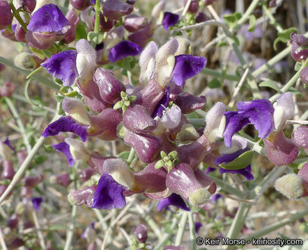 Imagem de Scutellaria mexicana (Torr.) A. J. Paton