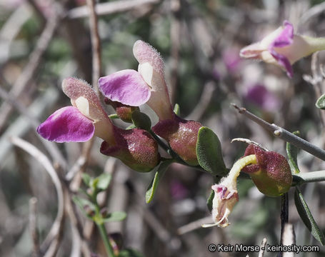 Plancia ëd Scutellaria mexicana (Torr.) A. J. Paton