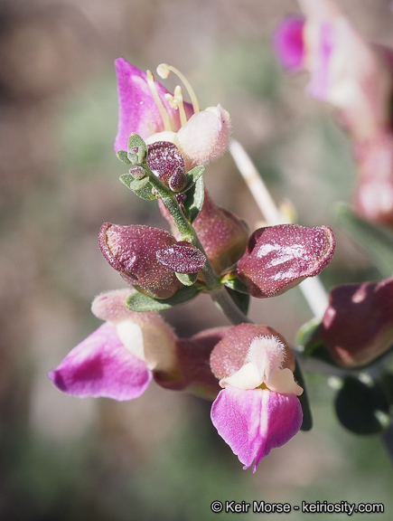 Image de Scutellaria mexicana (Torr.) A. J. Paton