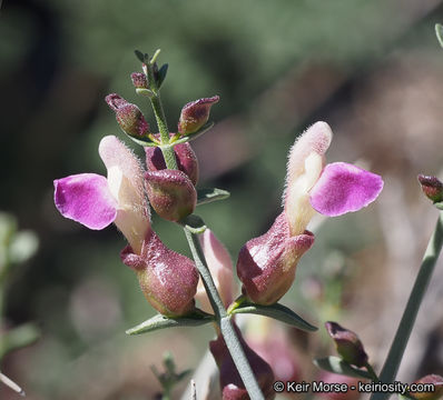 Imagem de Scutellaria mexicana (Torr.) A. J. Paton