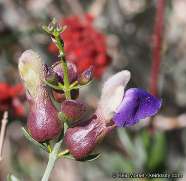 Imagem de Scutellaria mexicana (Torr.) A. J. Paton