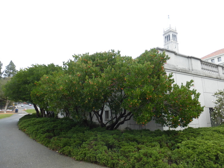 Image of strawberry tree