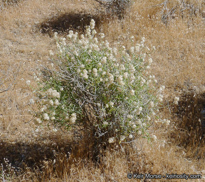 Imagem de Scutellaria mexicana (Torr.) A. J. Paton