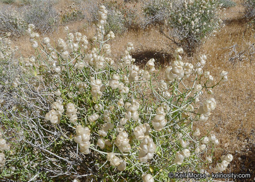 Imagem de Scutellaria mexicana (Torr.) A. J. Paton