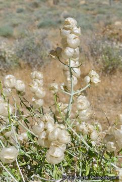 Imagem de Scutellaria mexicana (Torr.) A. J. Paton