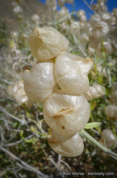 Image de Scutellaria mexicana (Torr.) A. J. Paton