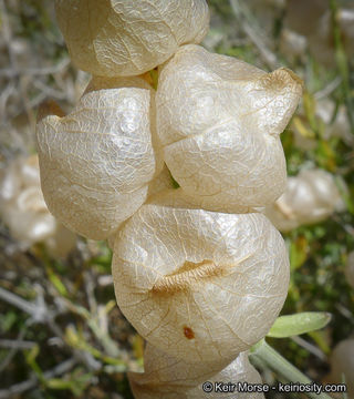 Plancia ëd Scutellaria mexicana (Torr.) A. J. Paton