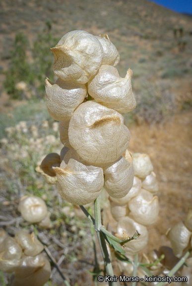 Imagem de Scutellaria mexicana (Torr.) A. J. Paton