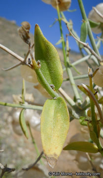 Imagem de Scutellaria mexicana (Torr.) A. J. Paton