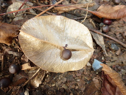 Image of goldenrain tree