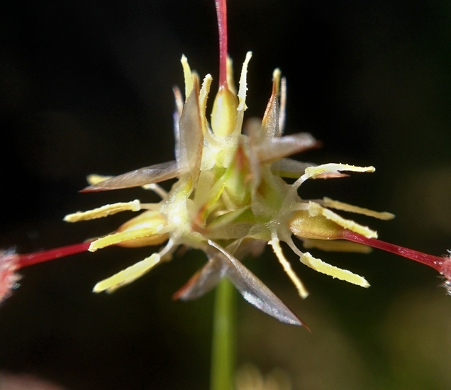 Image of Pointed Rush