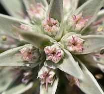 Imagem de Eryngium pendletonense K. L. Marsden & M. G. Simpson