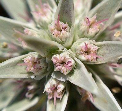 Image of Pendleton's eryngo