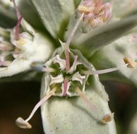 Eryngium pendletonense K. L. Marsden & M. G. Simpson resmi