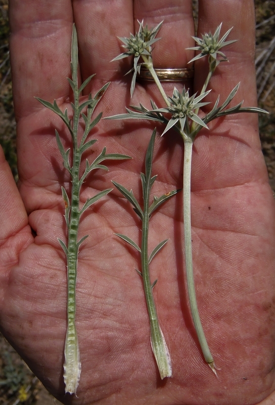 Image de Eryngium pendletonense K. L. Marsden & M. G. Simpson