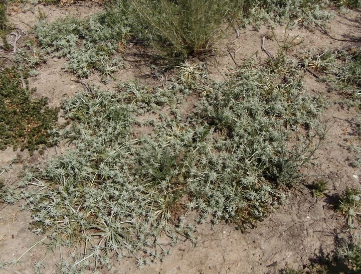 Image de Eryngium pendletonense K. L. Marsden & M. G. Simpson