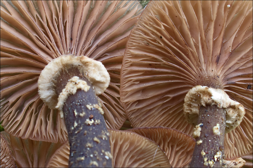 Image of Armillaria ostoyae (Romagn.) Herink 1973