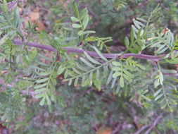 Image of elephant tree