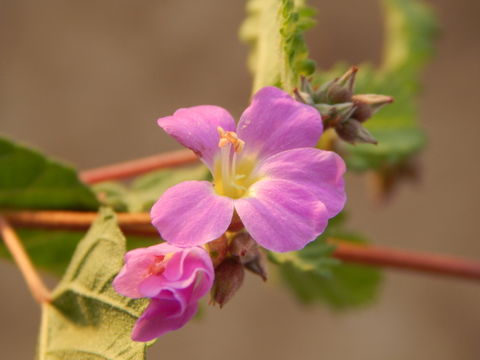 Image of Pyramid-Flower