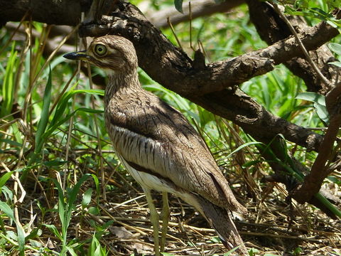 Plancia ëd Burhinus vermiculatus (Cabanis 1868)