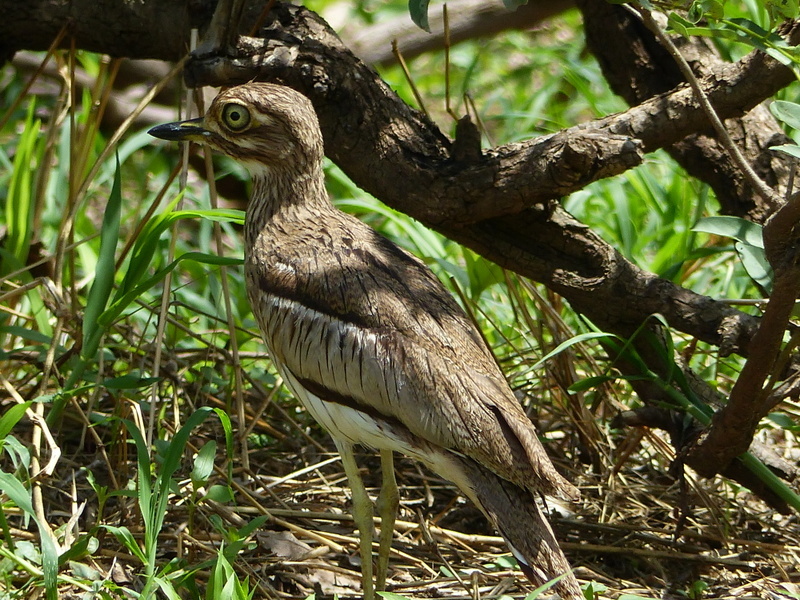 Слика од Burhinus vermiculatus (Cabanis 1868)