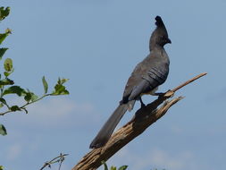 Image of White-bellied Go-away-bird