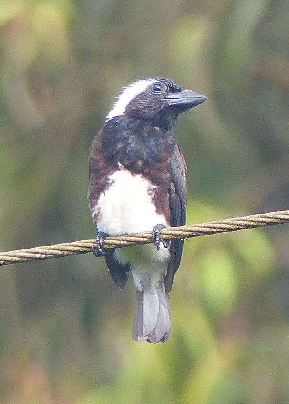 Image of White-eared Barbet