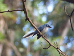 Image of White-tailed Blue Flycatcher