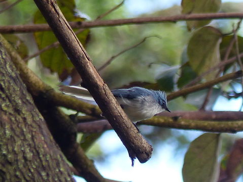 Image of White-tailed Blue Flycatcher