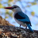 Image of Senegal Kingfisher