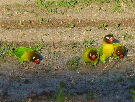 Image of <i>Agapornis personata</i>