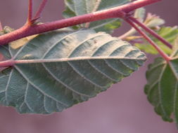 Image of Pyramid-Flower