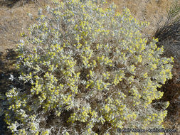 Image of Mojave cottonthorn