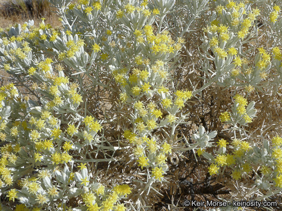 Image of Mojave cottonthorn