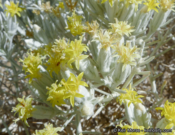 Image of Mojave cottonthorn