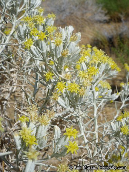 Image of Mojave cottonthorn