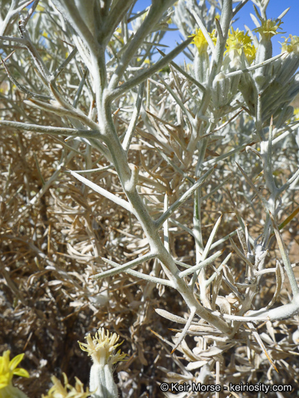 Image of Mojave cottonthorn