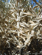 Image of Mojave cottonthorn